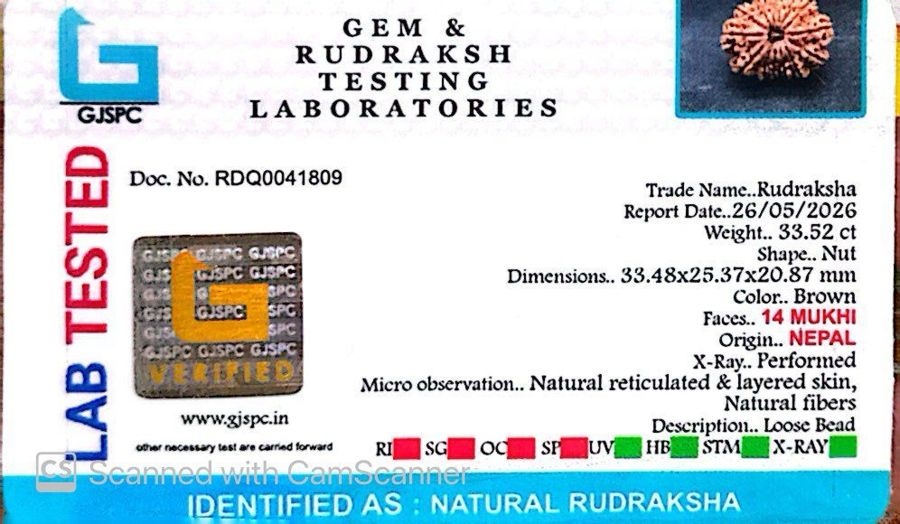 πΏ 14 Mukhi Nepali Rudraksha (Natural & Certified). Antik