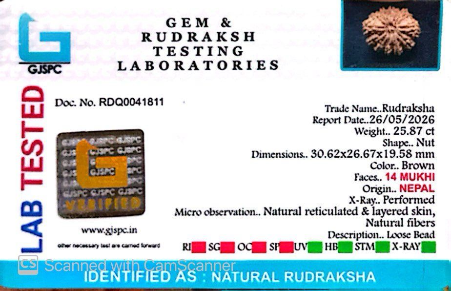 πΏ 14 Mukhi Nepali Rudraksha (Natural & Certified). Antik