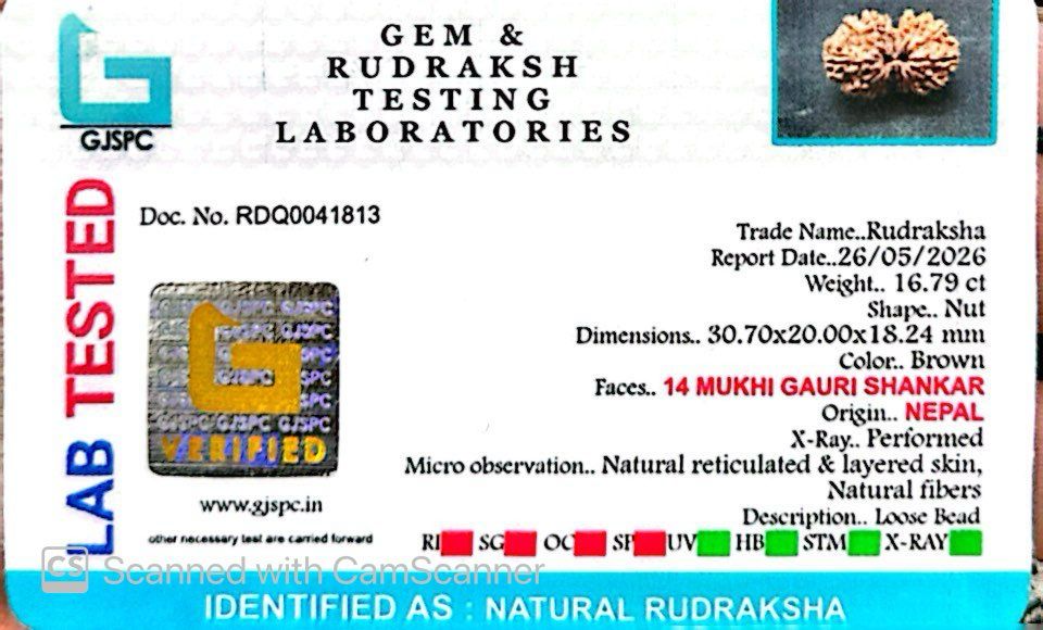 šæ 14 Mukhi Gauri Shankar Rudraksha (Natural & Certified). Big