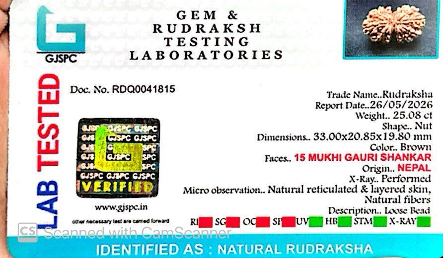 šæ 15 Mukhi Gauri Shankar Rudraksha (Natural & Certified). Antik