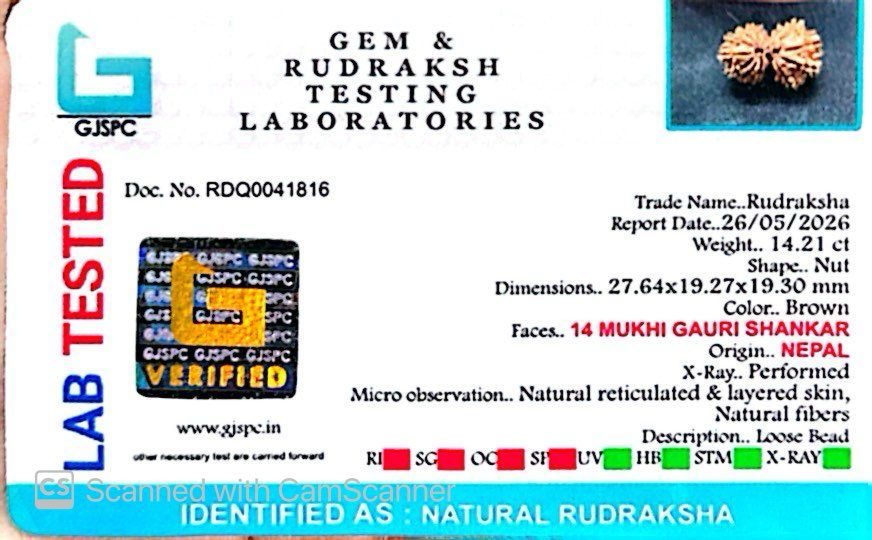 šæ 14 Mukhi Gauri Shankar Rudraksha (Natural & Certified). Medium