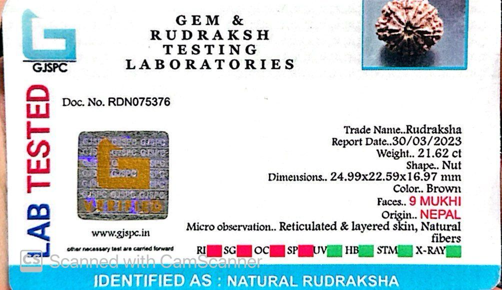Natural 9 Mukhi Rudraksha – The Bead of Power, Courage & Divine Energy