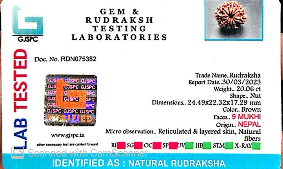 Natural 9 Mukhi Rudraksha – The Bead of Power, Courage & Divine Energy