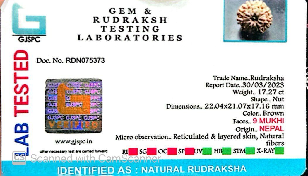 Natural 9 Mukhi Rudraksha – The Bead of Power, Courage & Divine Energy