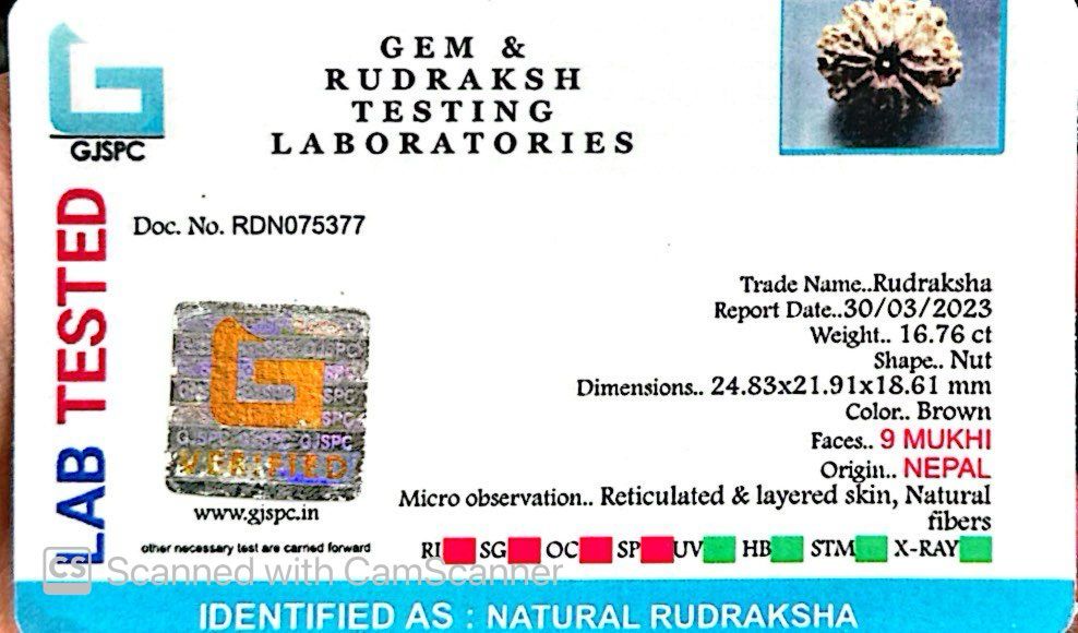 Natural 9 Mukhi Rudraksha – The Bead of Power, Courage & Divine Energy