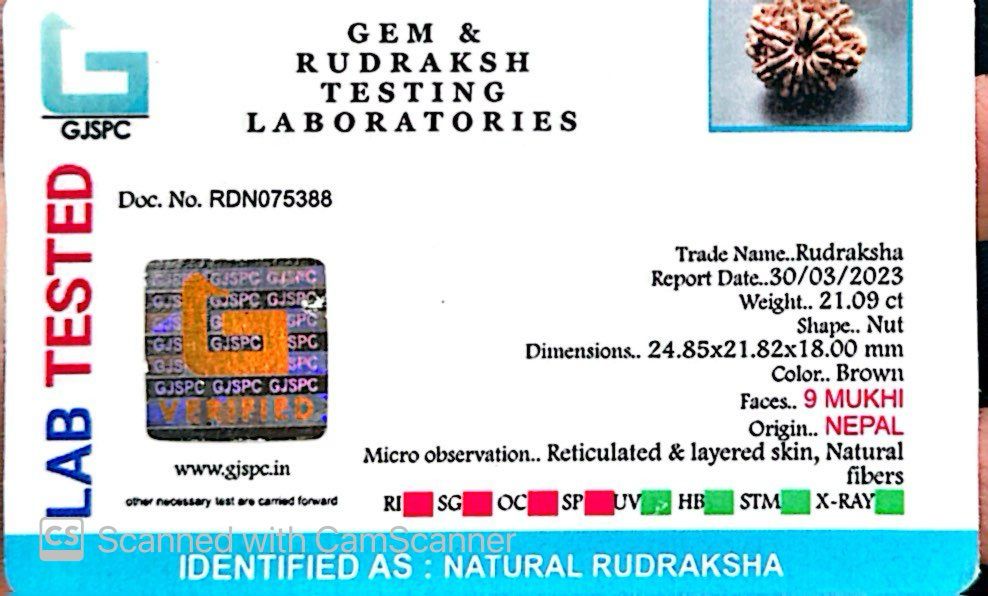 Natural 9 Mukhi Rudraksha – The Bead of Power, Courage & Divine Energy