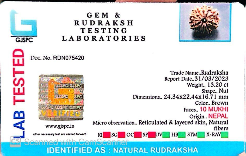 Natural 10 Mukhi Rudraksha – Empowered Protection & Divine Shield