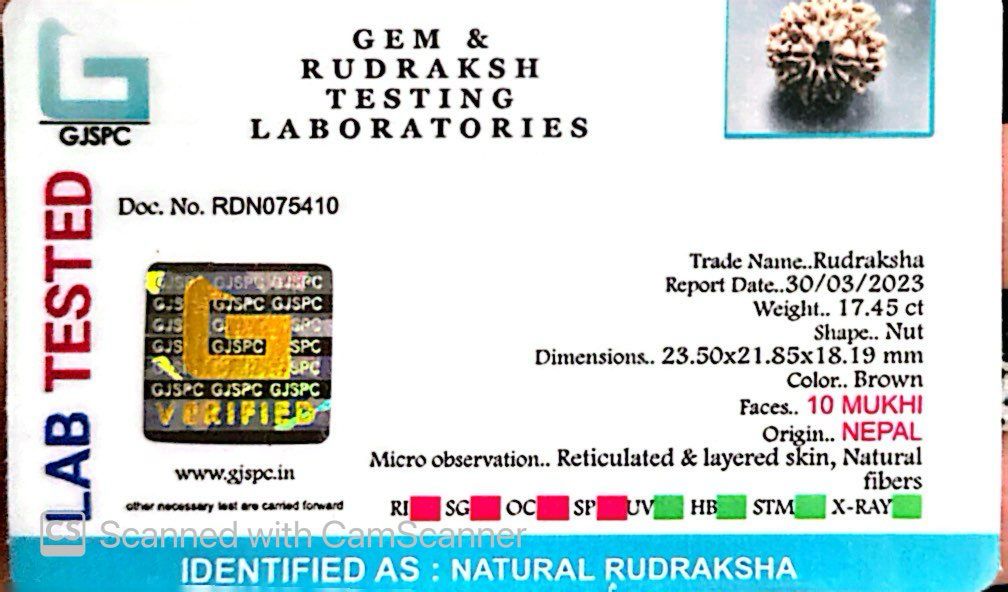 Natural 10 Mukhi Rudraksha – Empowered Protection & Divine Shield