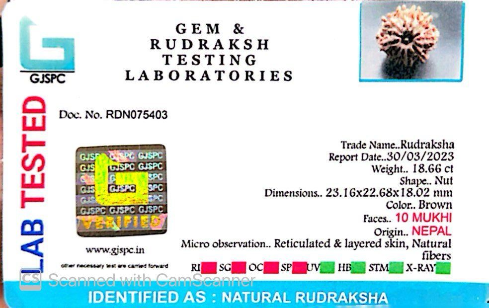 Natural 10 Mukhi Rudraksha – Empowered Protection & Divine Shield
