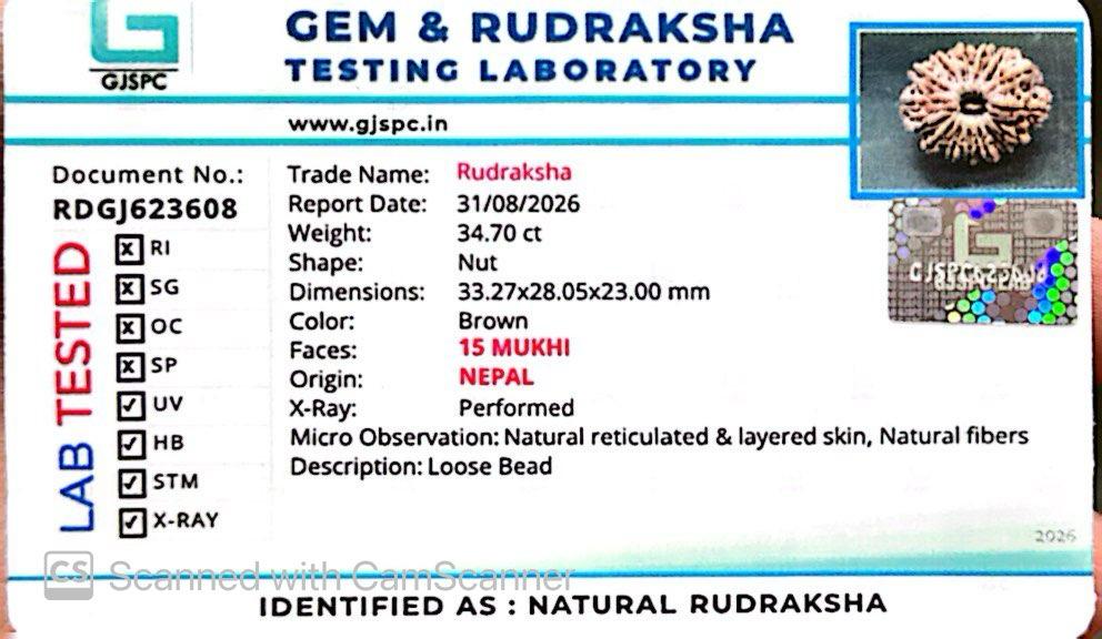 ๐ฟ 15 Mukhi Nepali Rudraksha (Natural & Certified). Antik