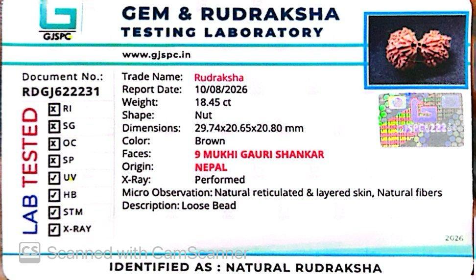 Nepali 9 Mukhi Gauri Shankar Rudraksha
