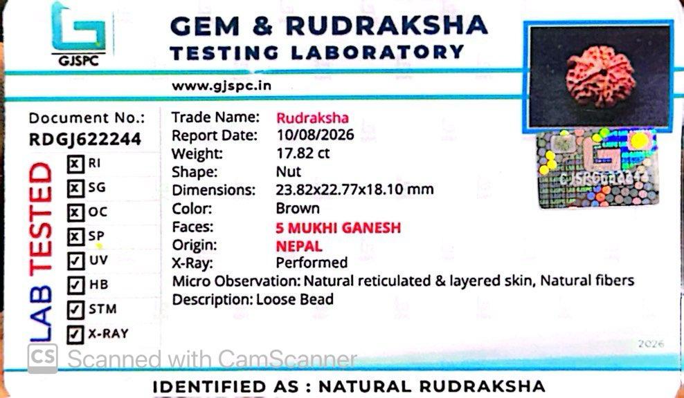 Nepali 5 Mukhi Ganesh Rudraksha