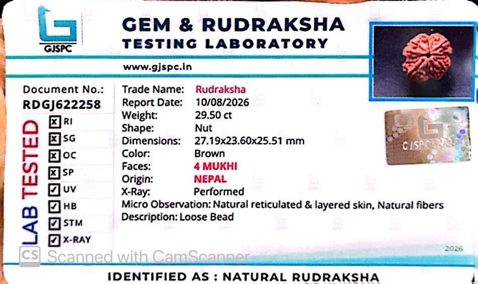 Nepali 4 Mukhi Rudraksha