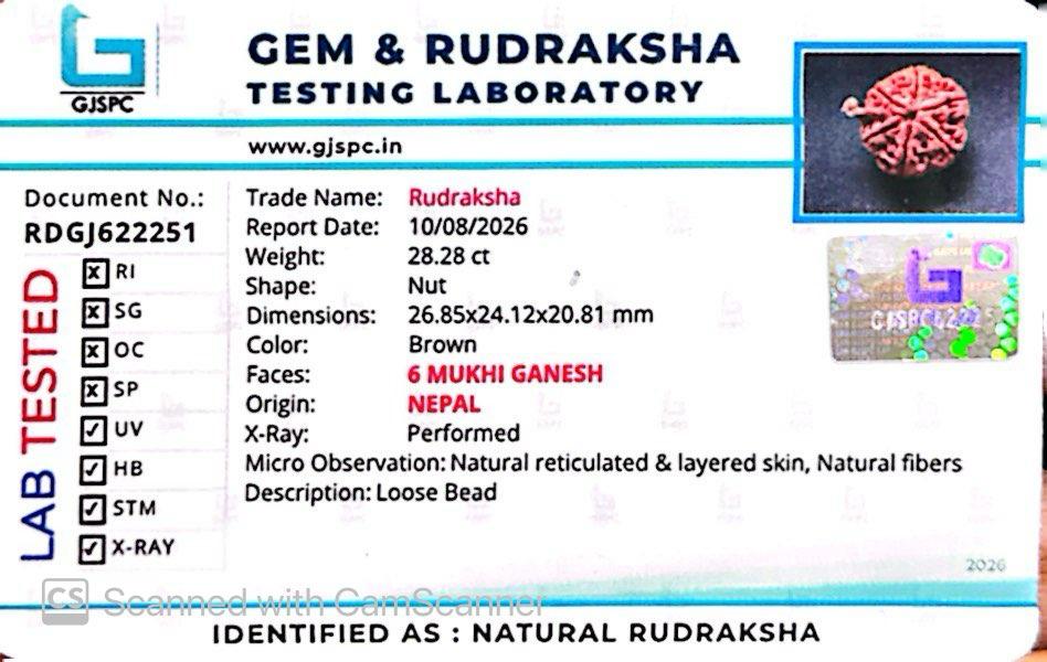 Nepali 6 Mukhi Ganesh Rudraksha