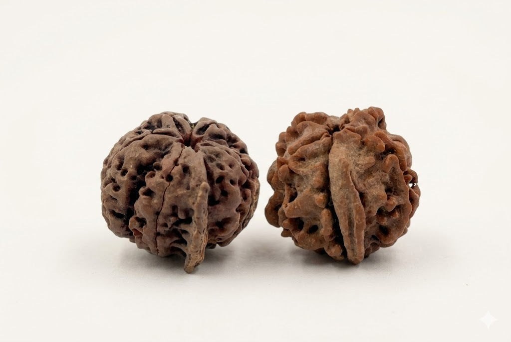 Original 5 Mukhi Rudraksha Price