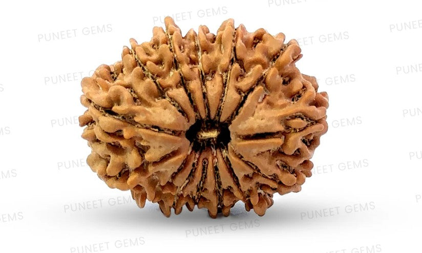  where to buy original Rudraksha online 