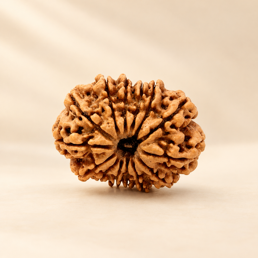 Rudraksha(1-14Mukhi)