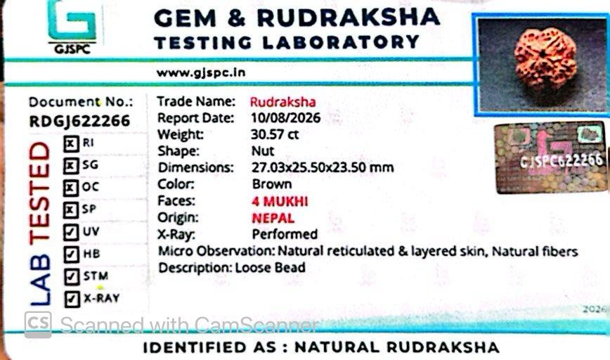Nepali 4 Mukhi Rudraksha