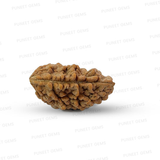 1 Mukhi South Indian Rudraksha