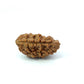 1 Mukhi South Indian Rudraksha