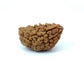 1 Mukhi South Indian Rudraksha