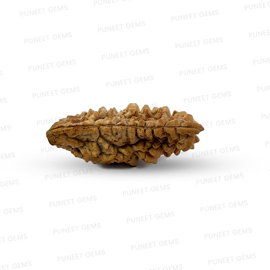 1 Mukhi South Indian Rudraksha