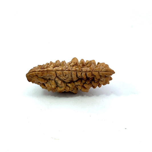 1 Mukhi South Indian Rudraksha