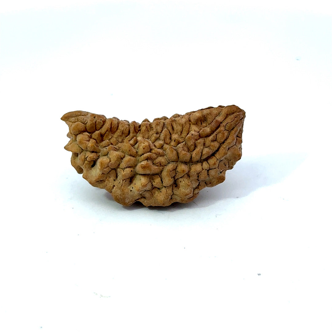 1 Mukhi South Indian Rudraksha
