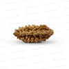 1 Mukhi South Indian Rudraksha