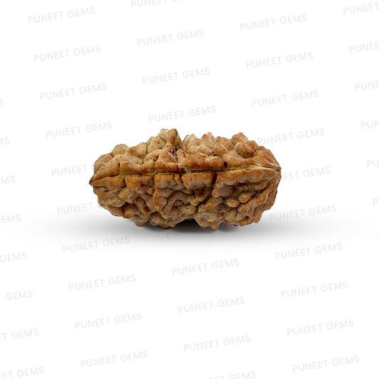 1 Mukhi South Indian Rudraksha