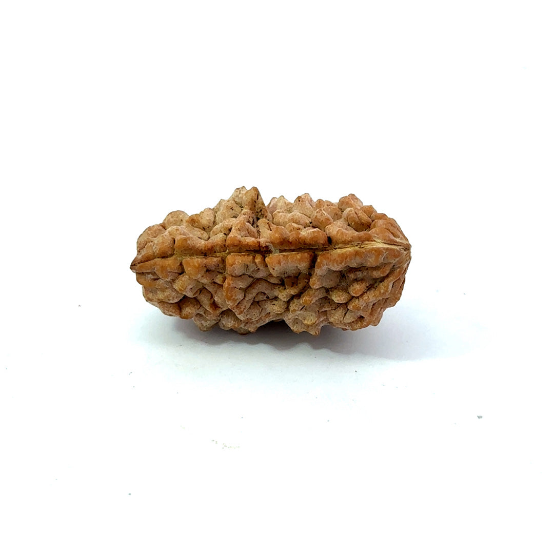 1 Mukhi South Indian Rudraksha
