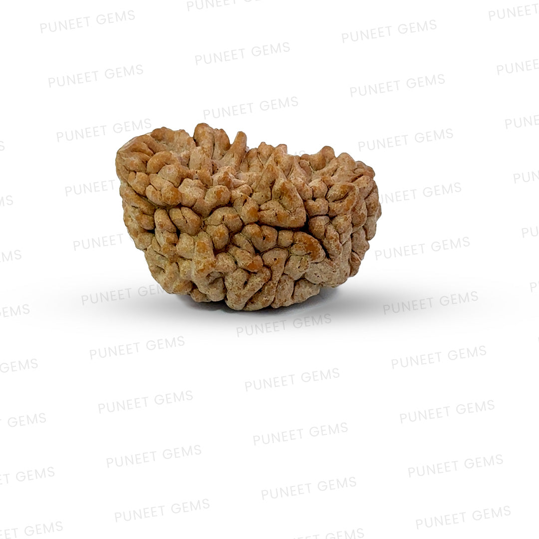 1 Mukhi South Indian Rudraksha