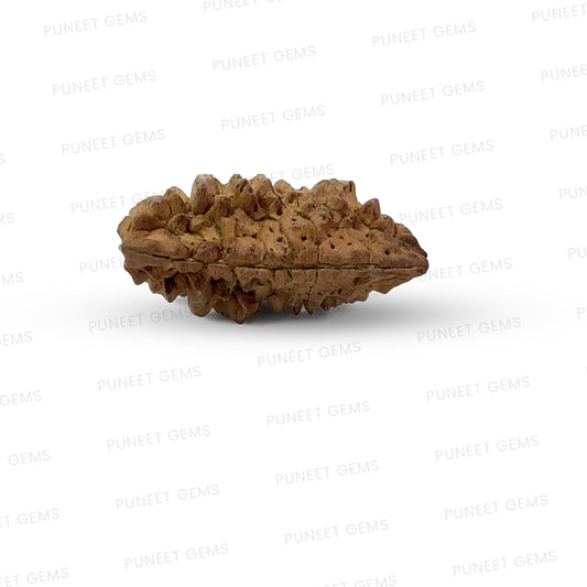 1 Mukhi South Indian Rudraksha