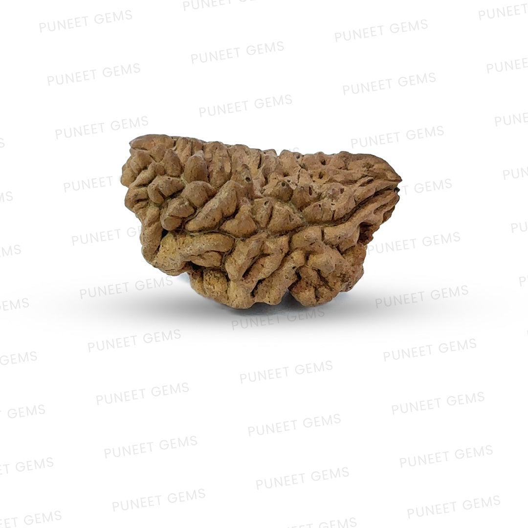 1 Mukhi South Indian Rudraksha