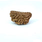 1 Mukhi South Indian Rudraksha