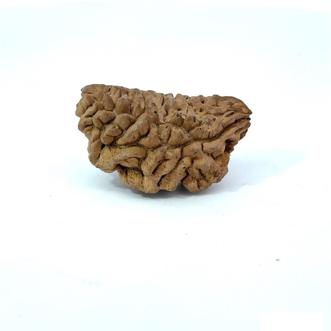 1 Mukhi South Indian Rudraksha
