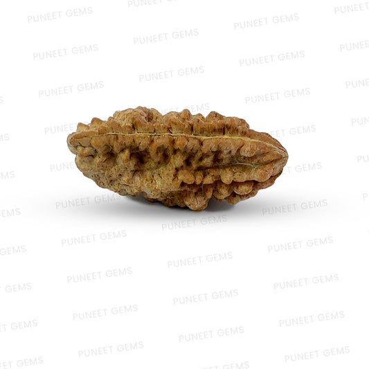 1 Mukhi South Indian Rudraksha