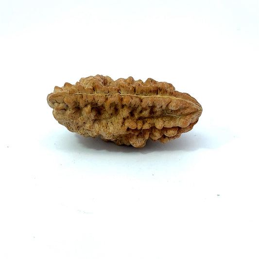 1 Mukhi South Indian Rudraksha