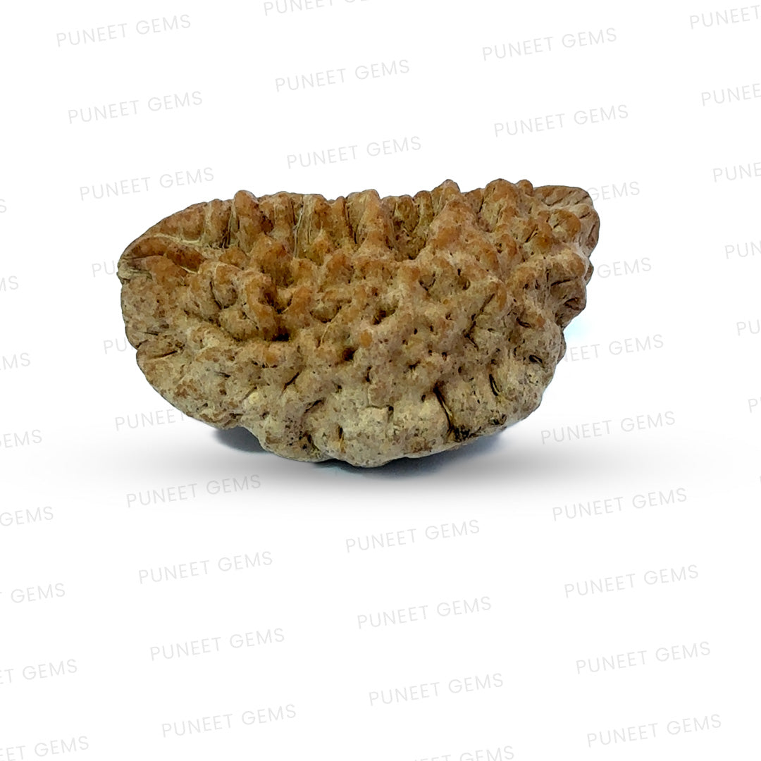 1 Mukhi South Indian Rudraksha