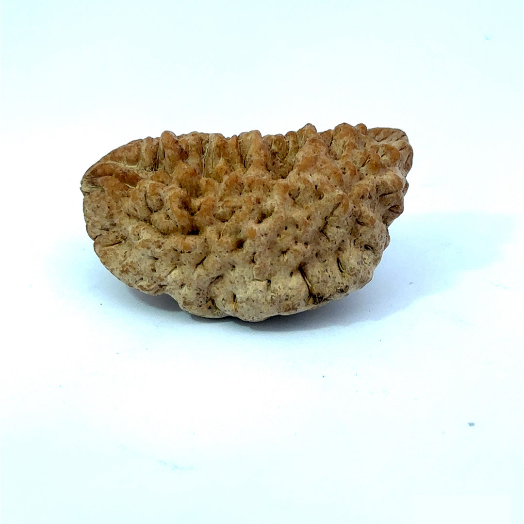 1 Mukhi South Indian Rudraksha