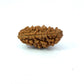 1 Mukhi South Indian Rudraksha