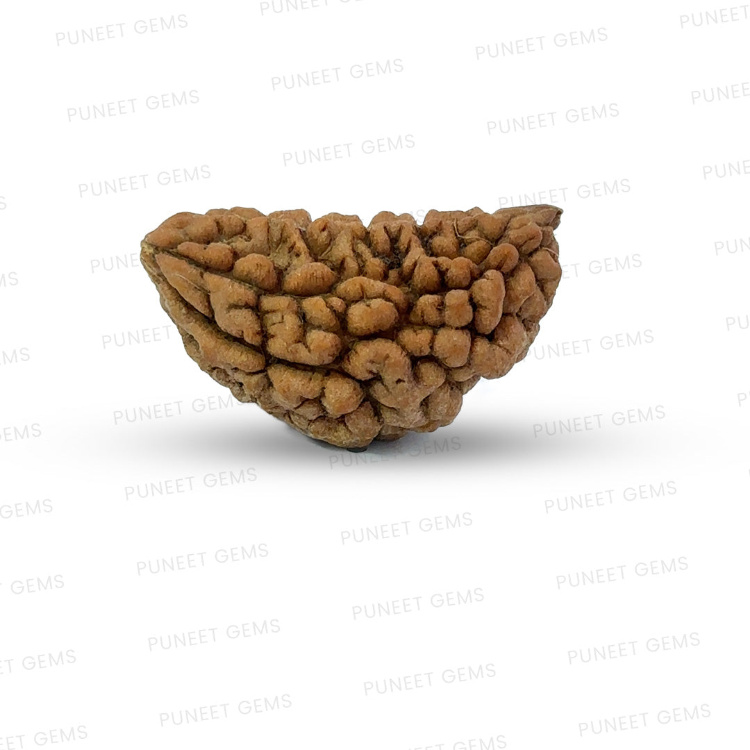 1 Mukhi South Indian Rudraksha