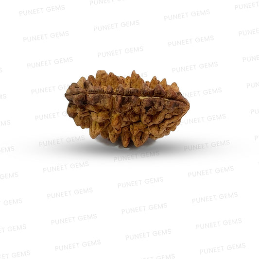 1 Mukhi South Indian Rudraksha