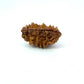 1 Mukhi South Indian Rudraksha
