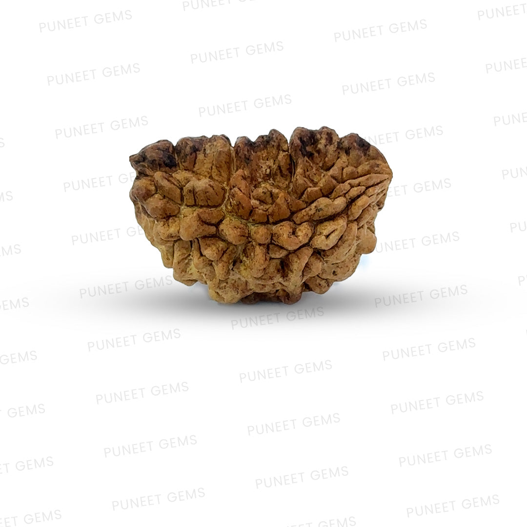 1 Mukhi South Indian Rudraksha