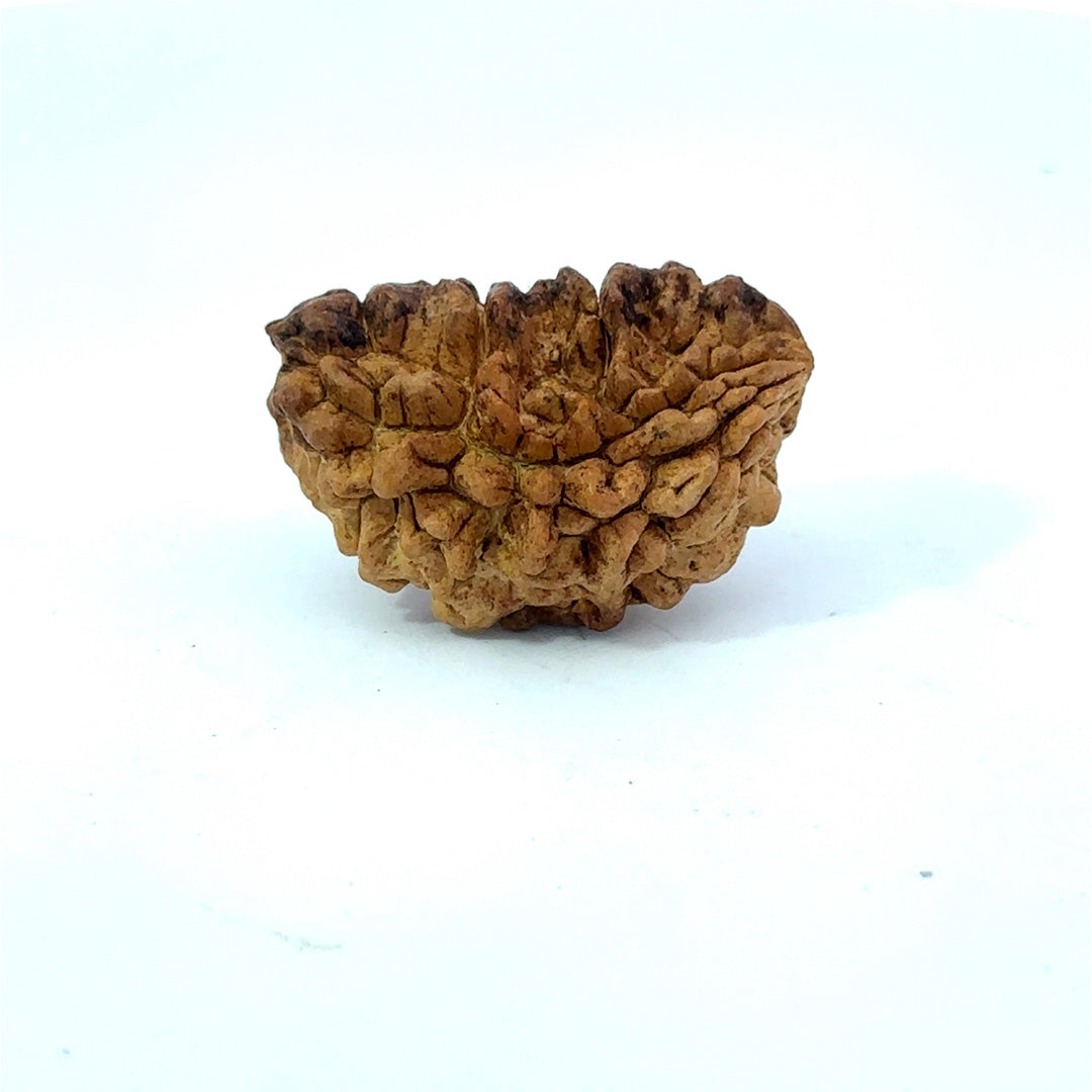 1 Mukhi South Indian Rudraksha