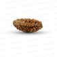 1 Mukhi South Indian Rudraksha