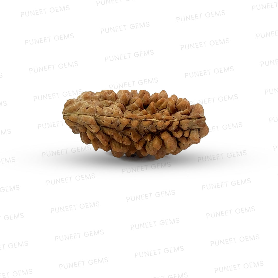1 Mukhi South Indian Rudraksha