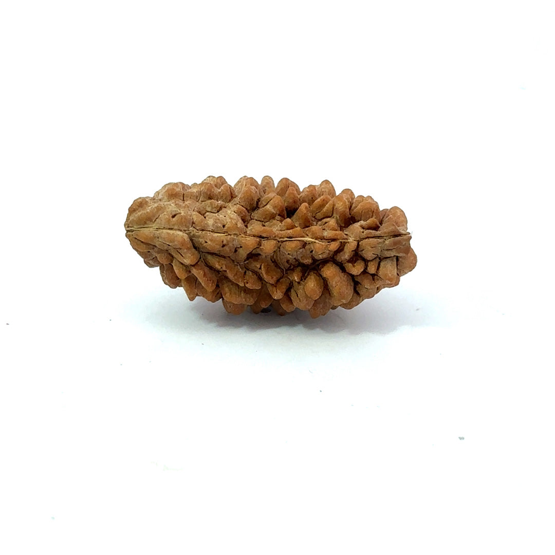1 Mukhi South Indian Rudraksha