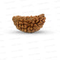 1 Mukhi South Indian Rudraksha